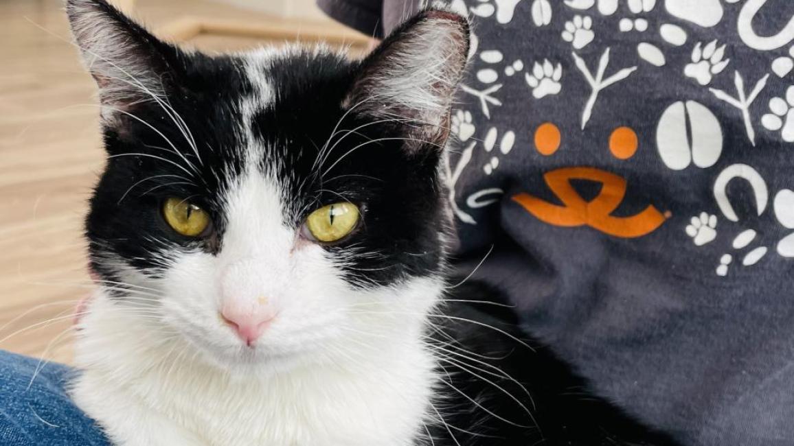 Stardew the black and white cat sitting on a person's lap